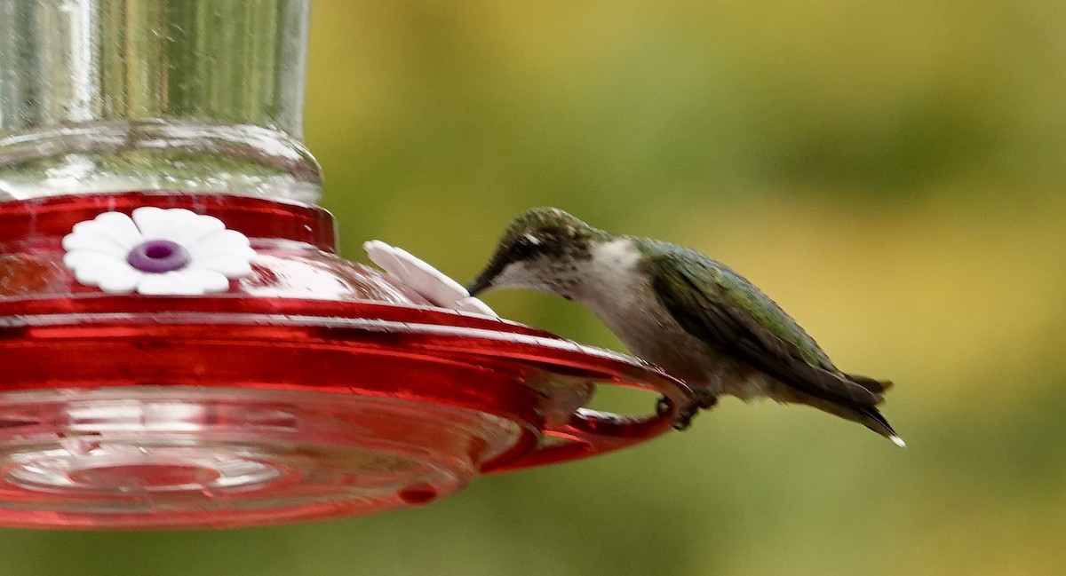 Ruby-throated Hummingbird - ML642076890