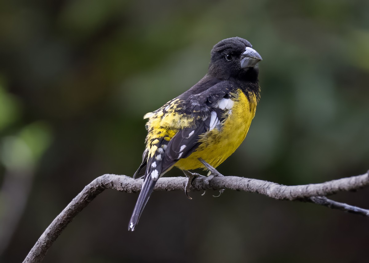 Black-backed Grosbeak - ML642076898