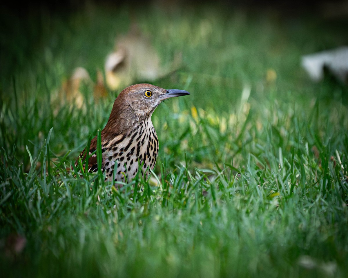 Brown Thrasher - ML642076900