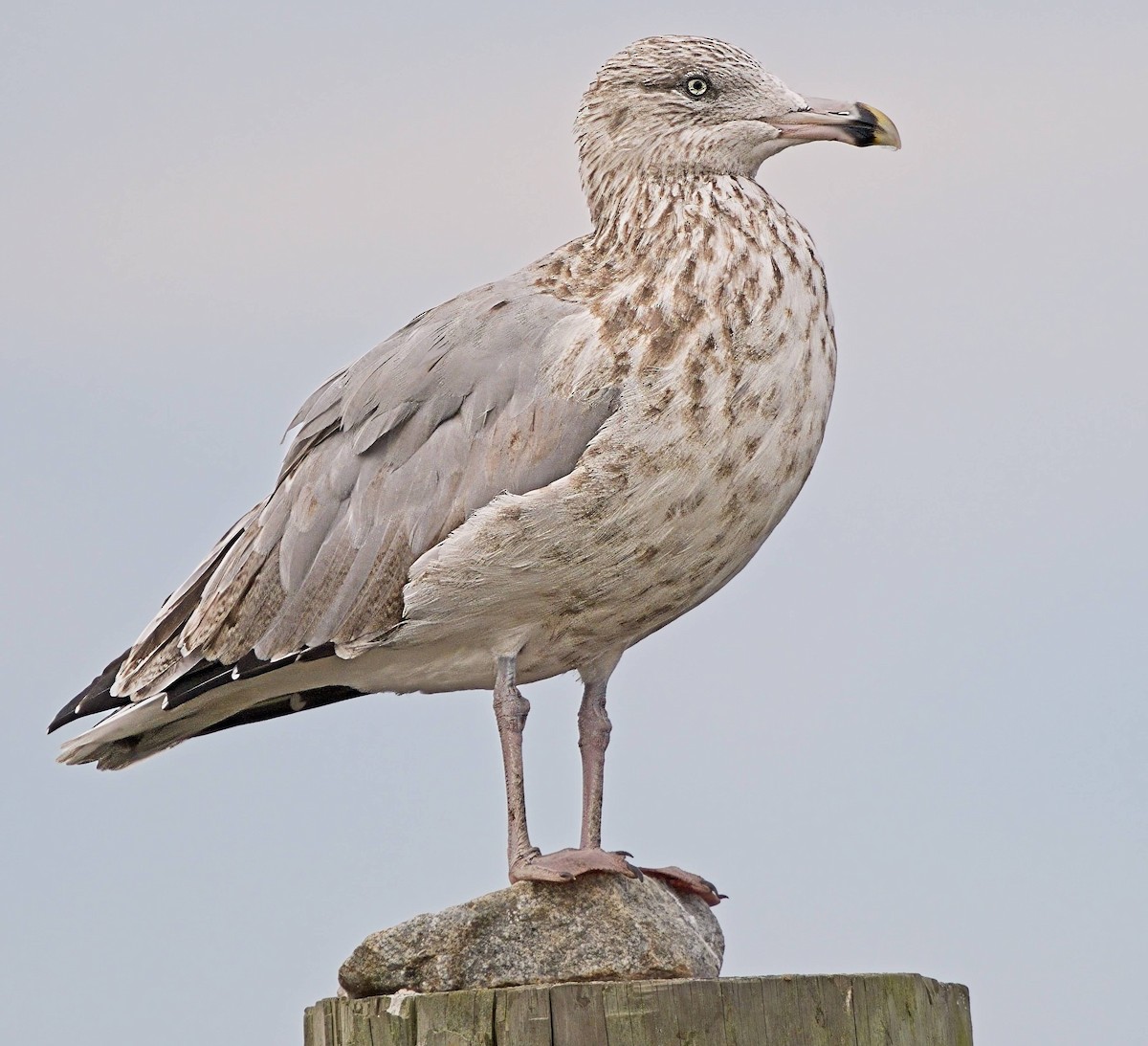American Herring Gull - ML642076915