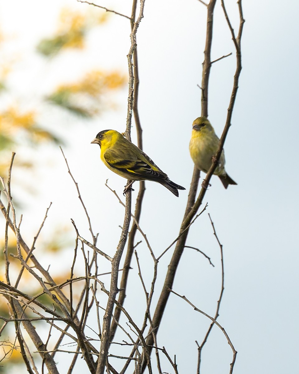 Black-chinned Siskin - ML642076922