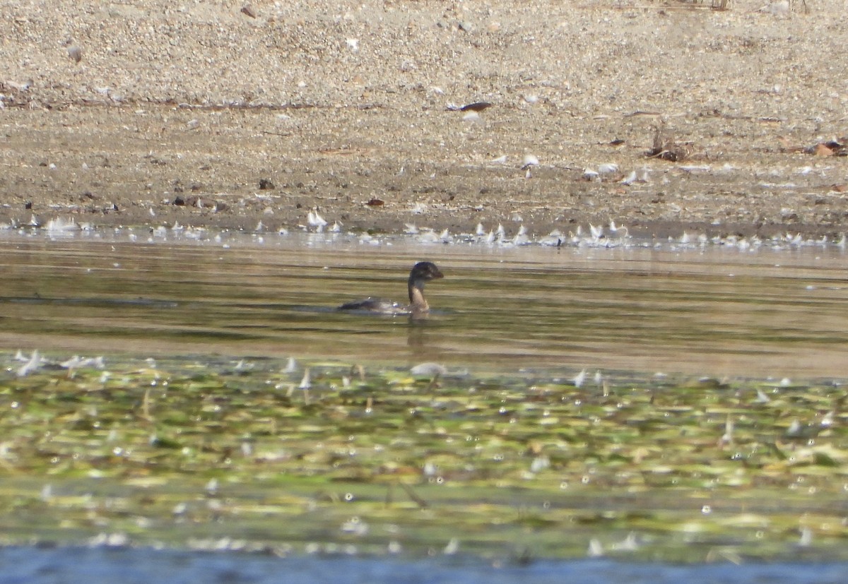 Pied-billed Grebe - ML642076923