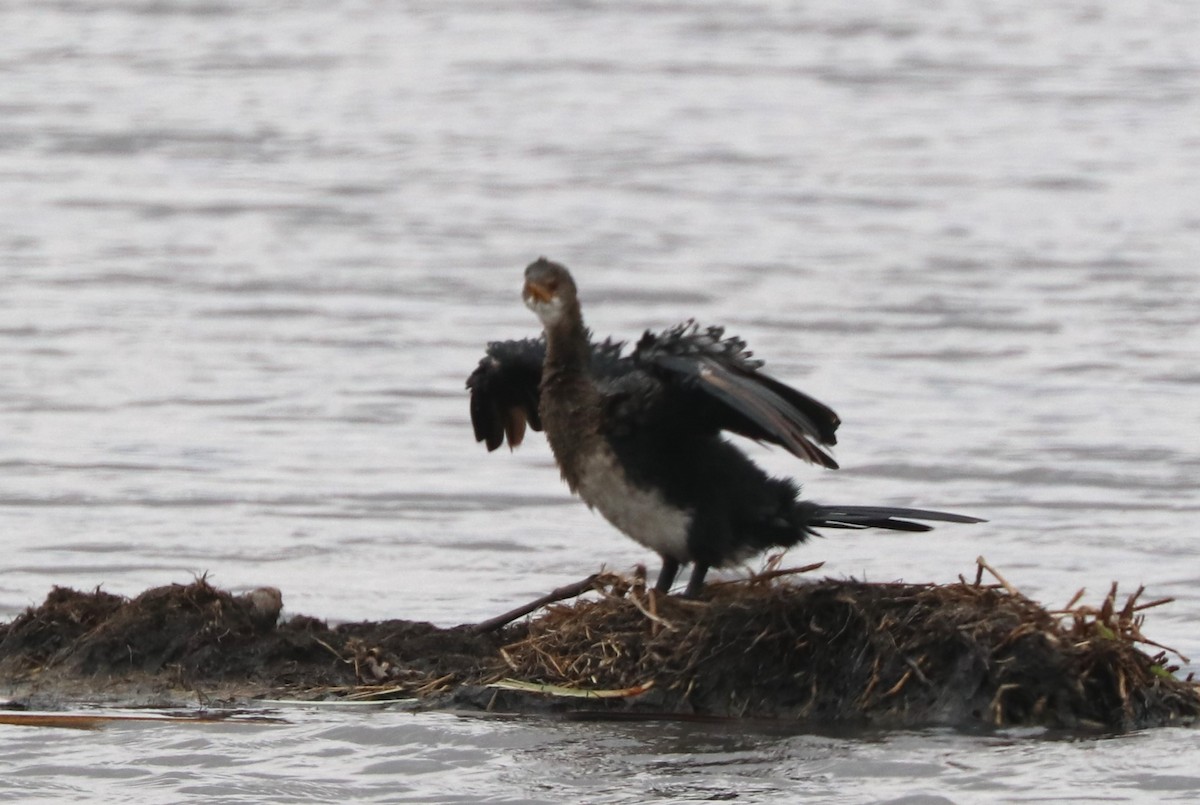 Great Cormorant - ML642076927