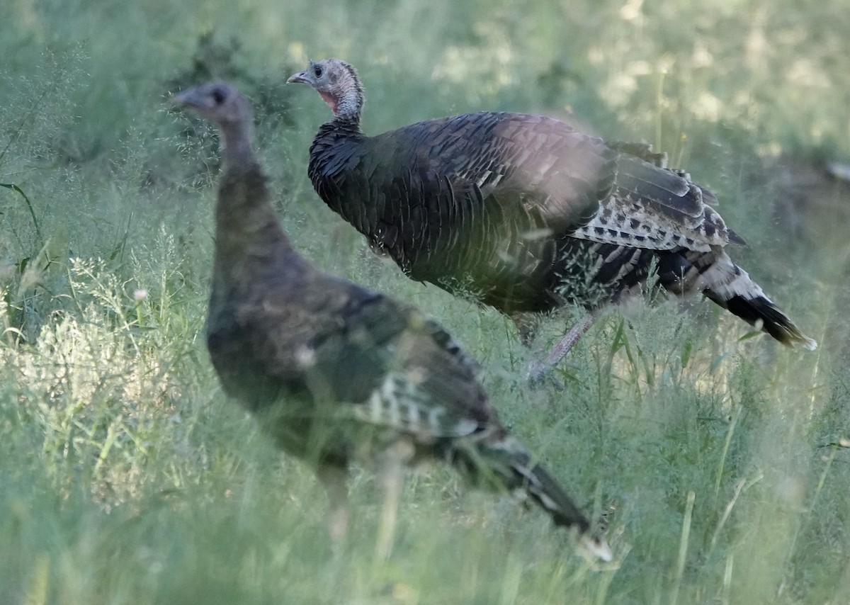 Guajolote Gallipavo - ML642076942