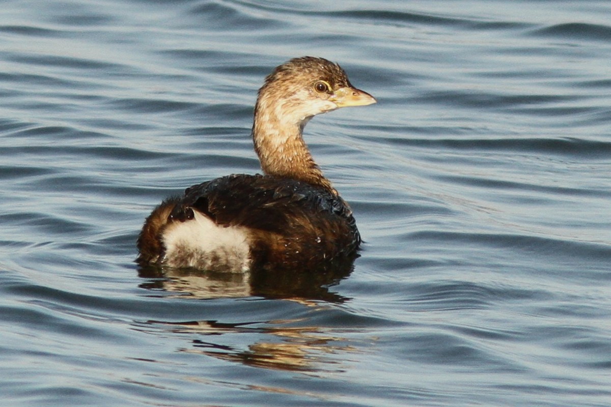 Pied-billed Grebe - ML642076947