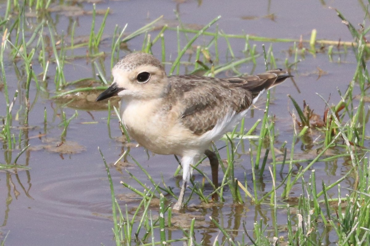 Kittlitz's Plover - ML642076955