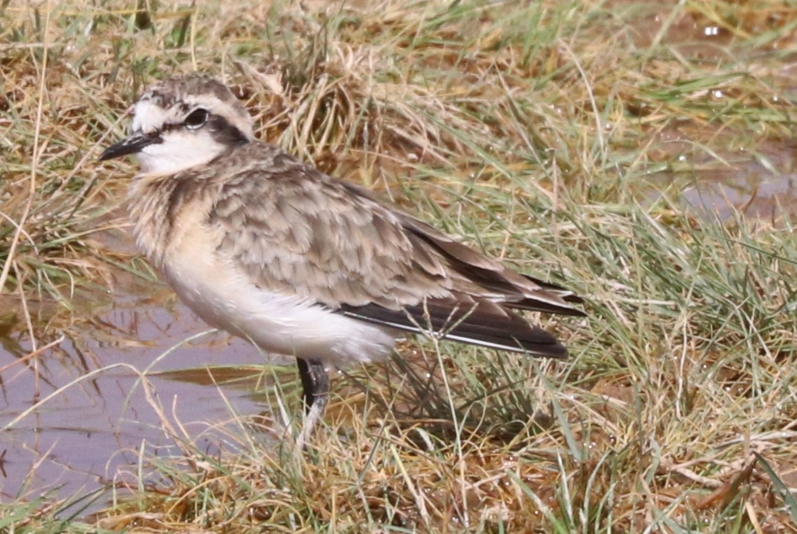 Kittlitz's Plover - ML642076956