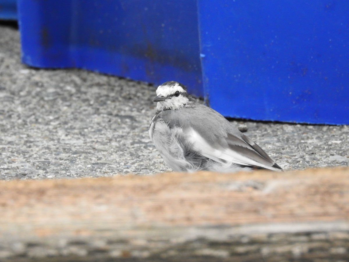 White Wagtail - ML642076971