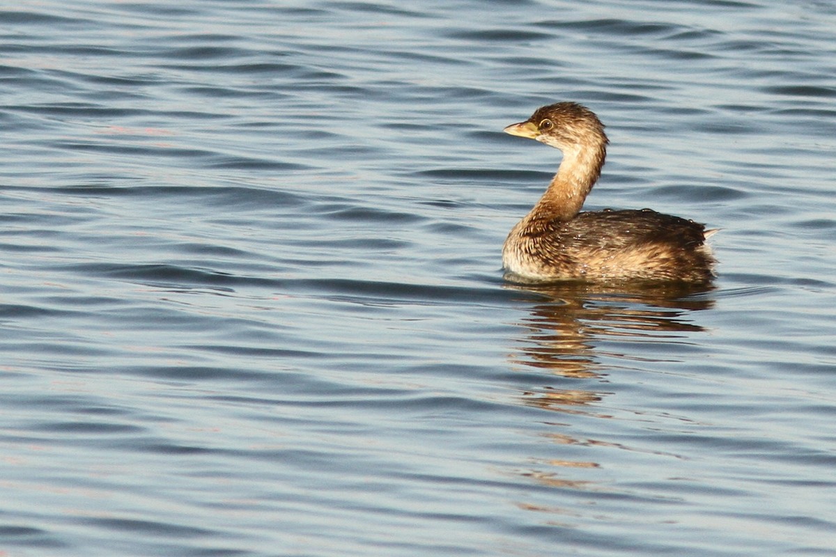Pied-billed Grebe - ML642076973