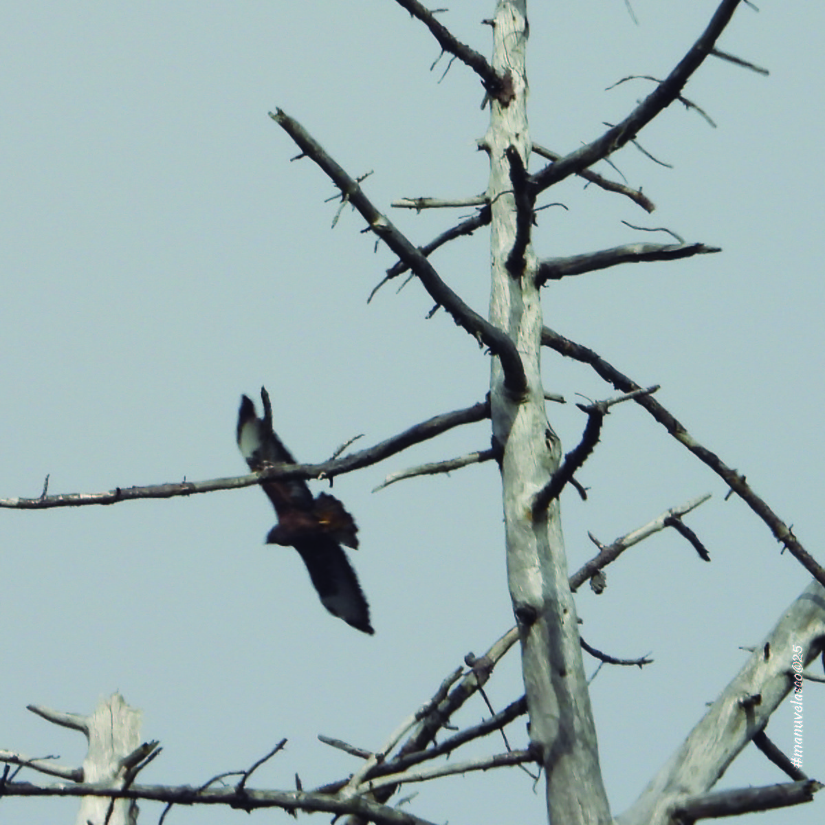 Buse variable - ML642076977
