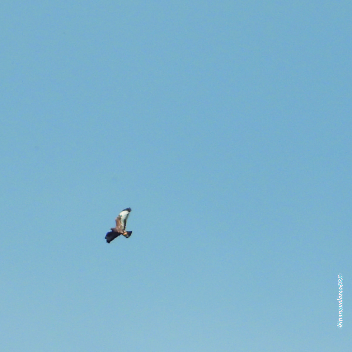 Buse variable - ML642076978