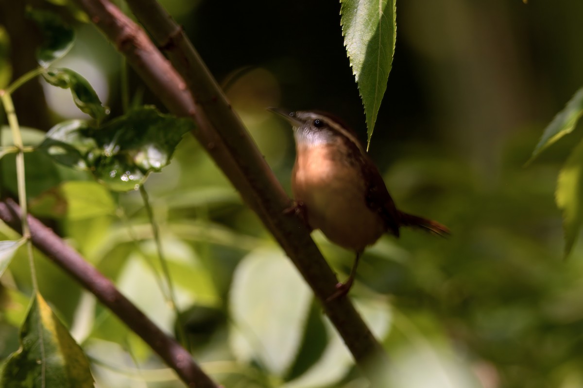 Carolina Wren - ML642076979