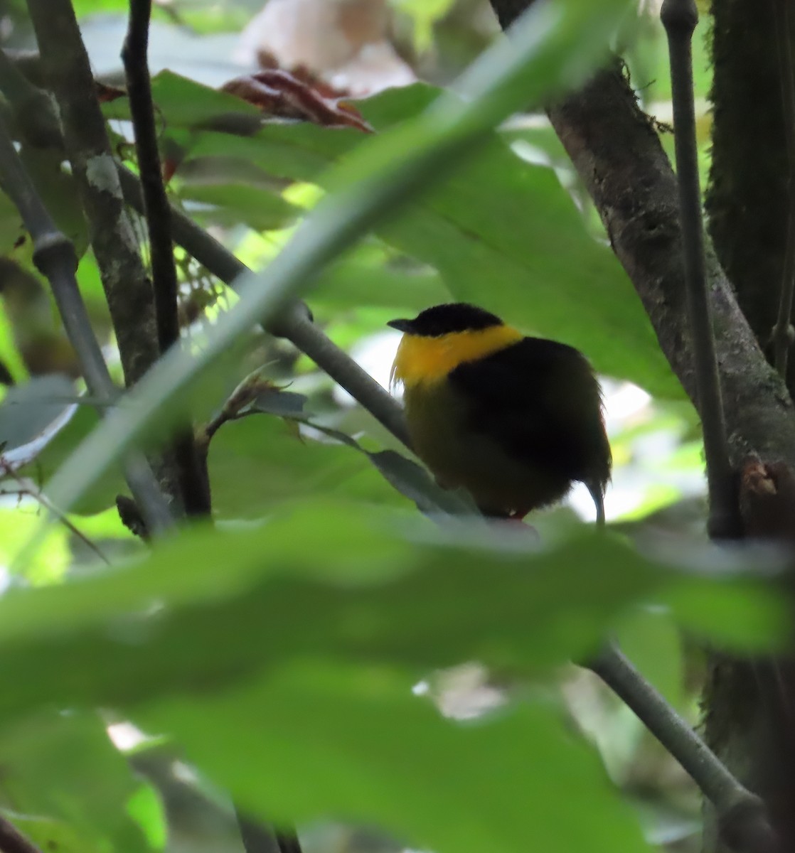 Manakin à col d'or - ML642076986