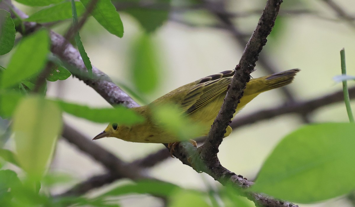 Yellow Warbler - ML642077020