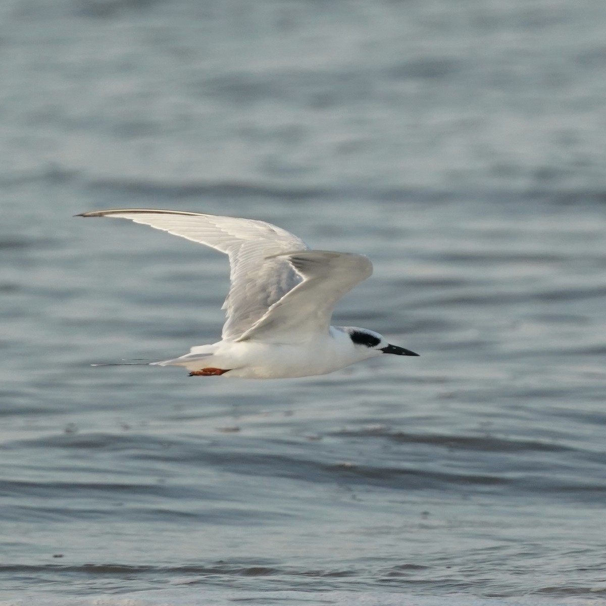 Forster's Tern - ML642077031