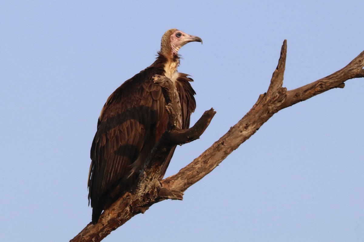 Vautour charognard - ML642077039
