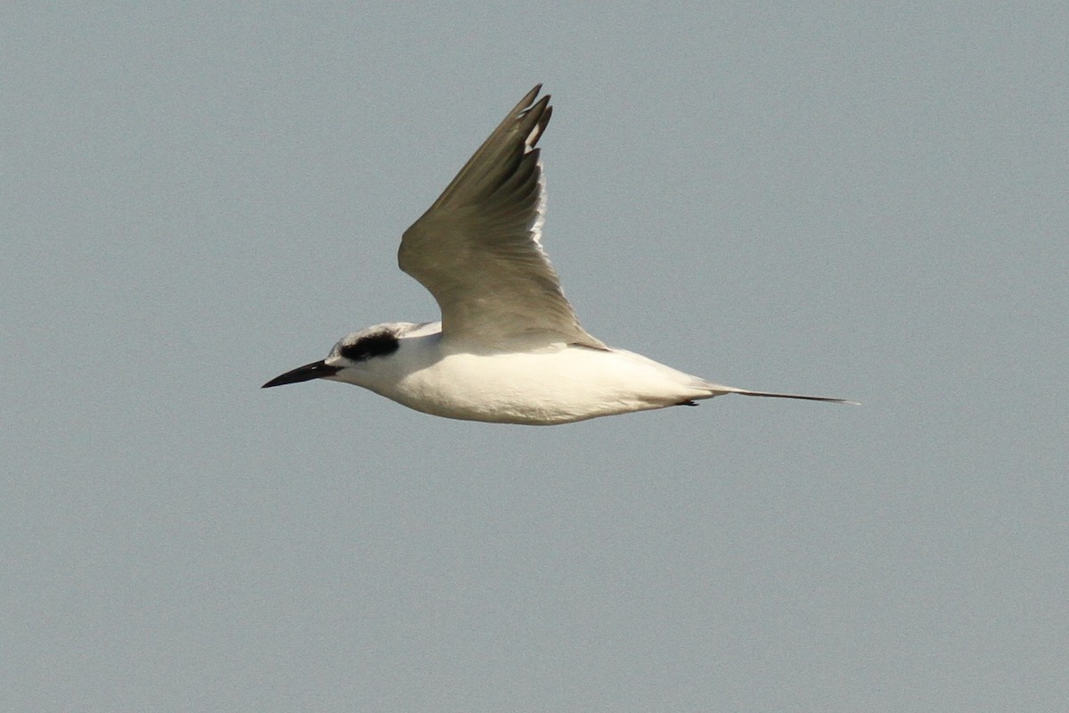 Forster's Tern - ML642077045