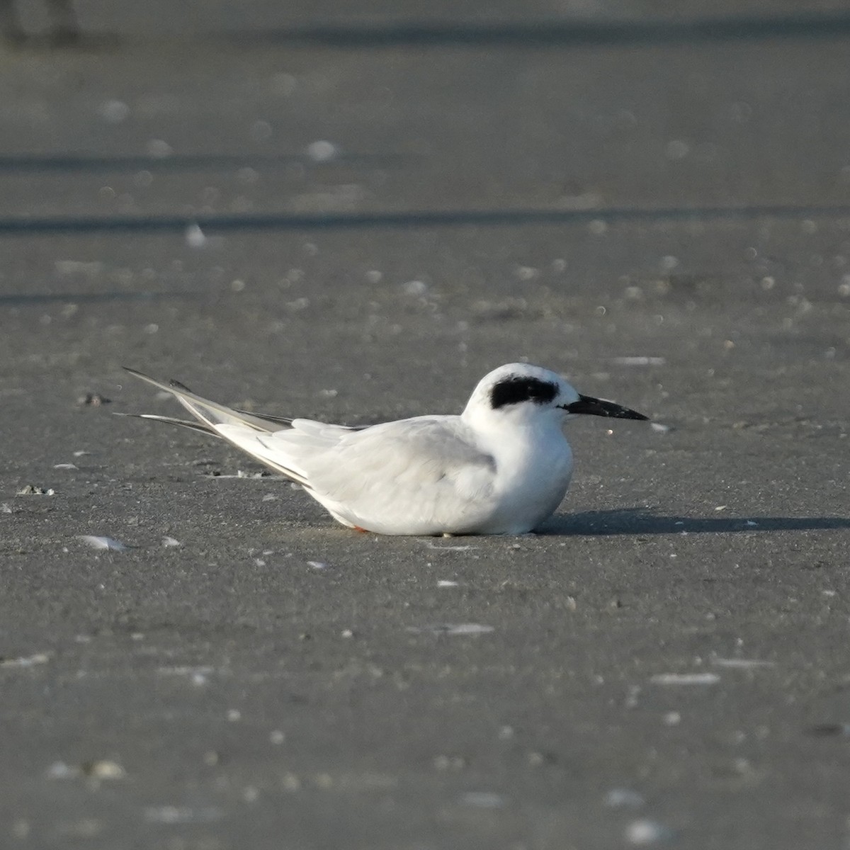 Forster's Tern - ML642077049
