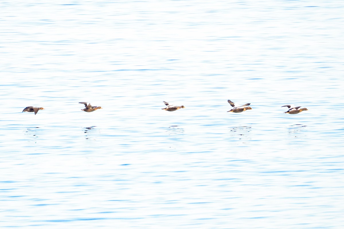 King Eider - ML642077053