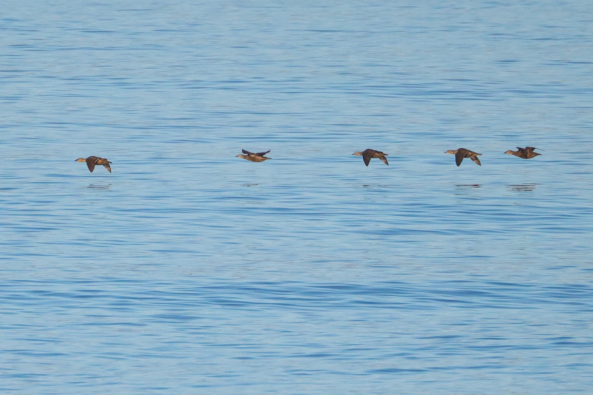 King Eider - ML642077054