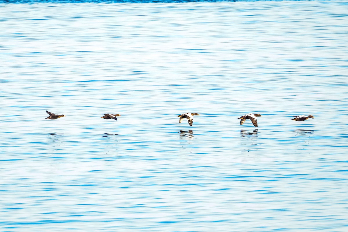 King Eider - ML642077055