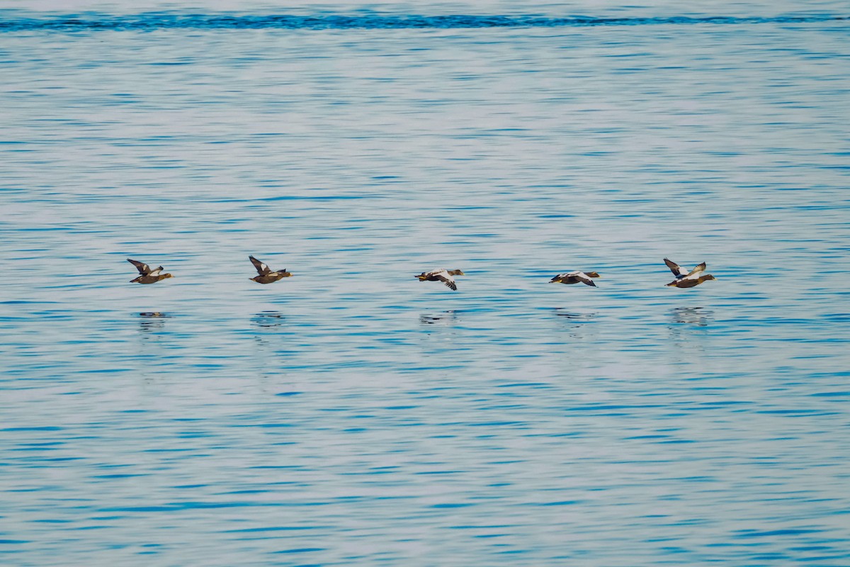 King Eider - ML642077057