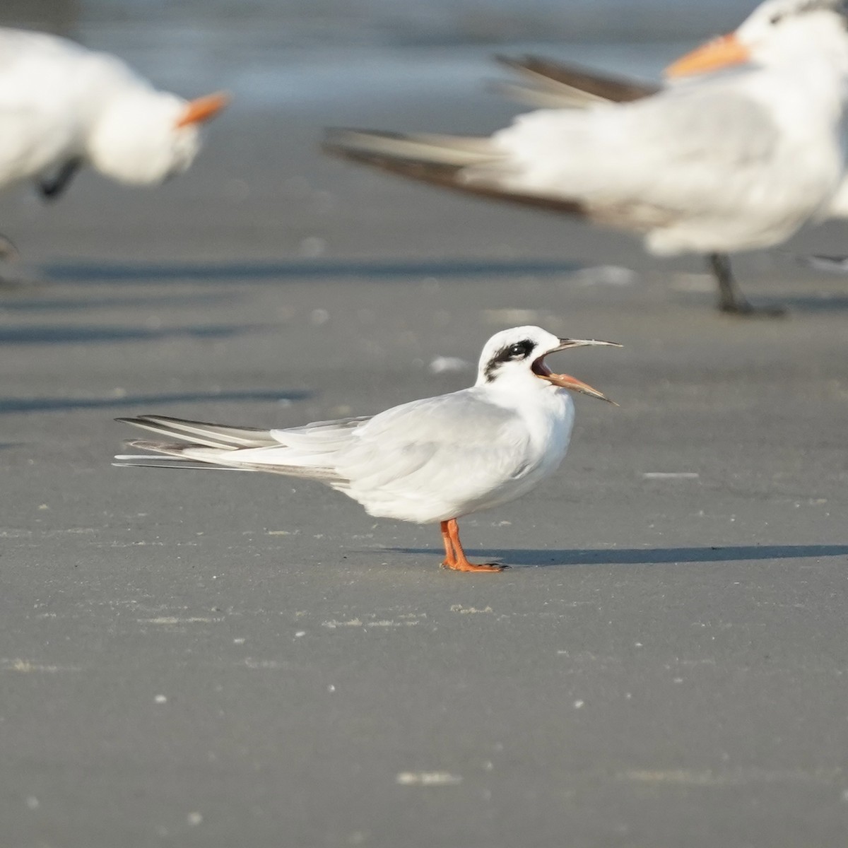 Forster's Tern - ML642077061