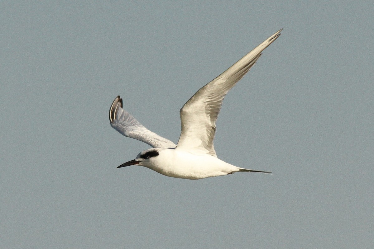 Forster's Tern - ML642077081