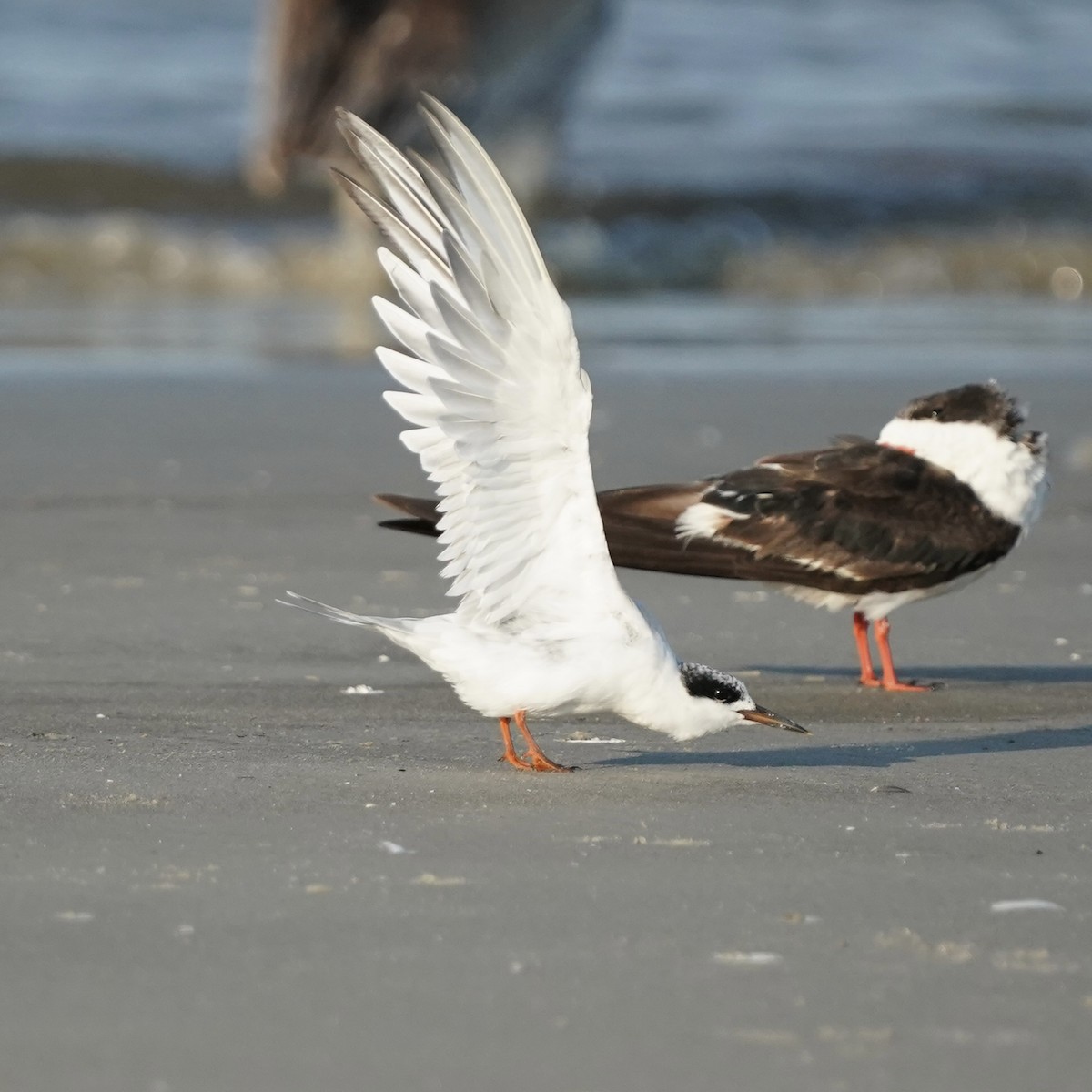 Forster's Tern - ML642077084