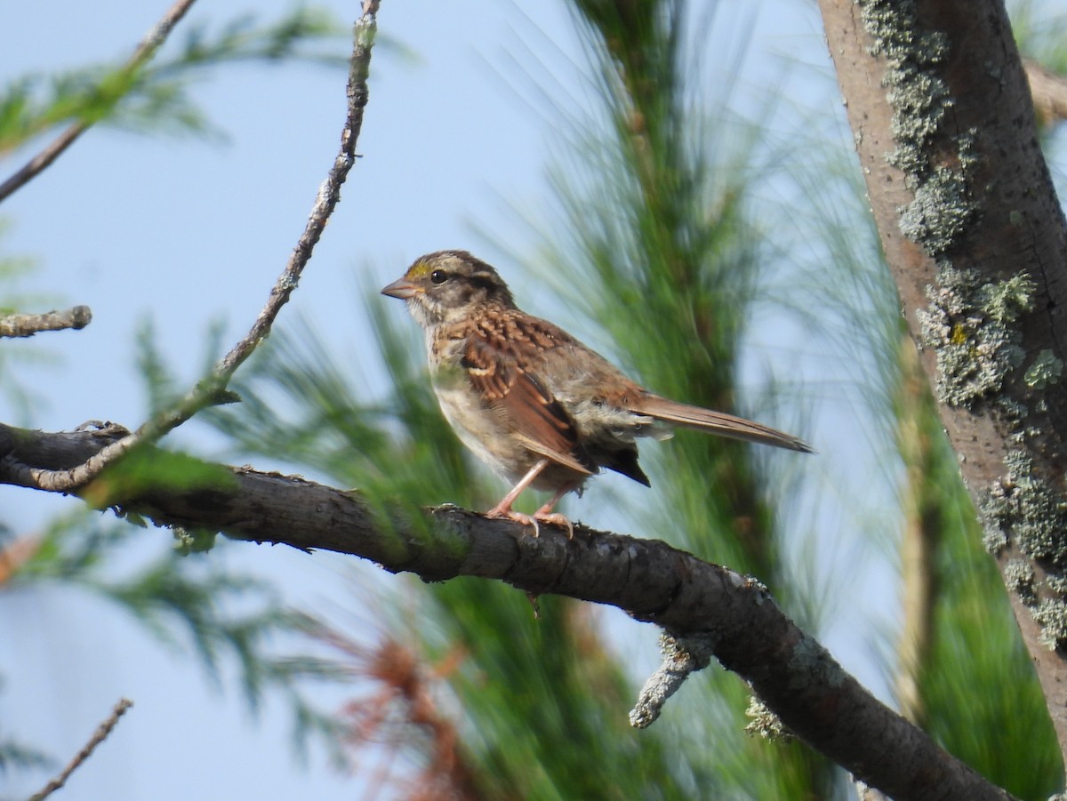 White-throated Sparrow - ML642077109