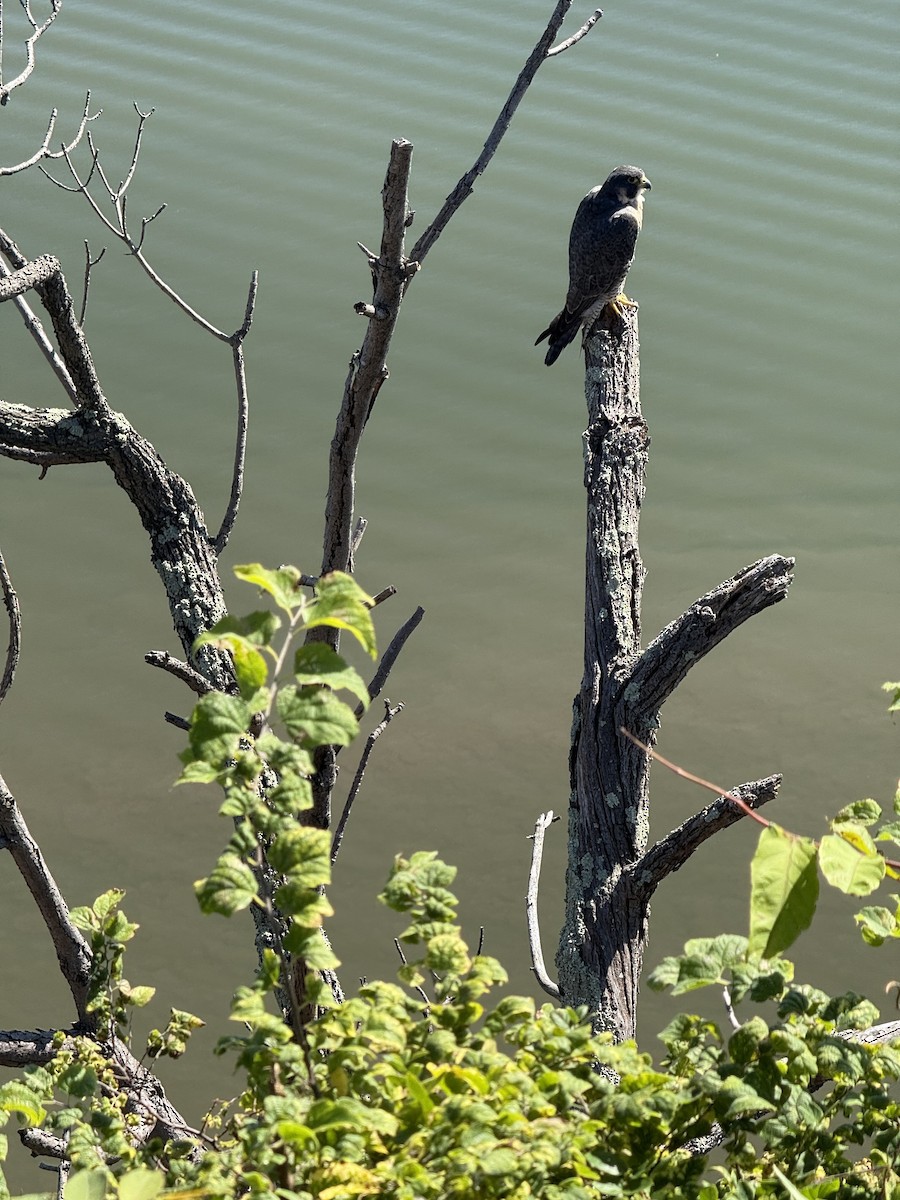 Peregrine Falcon - ML642077140