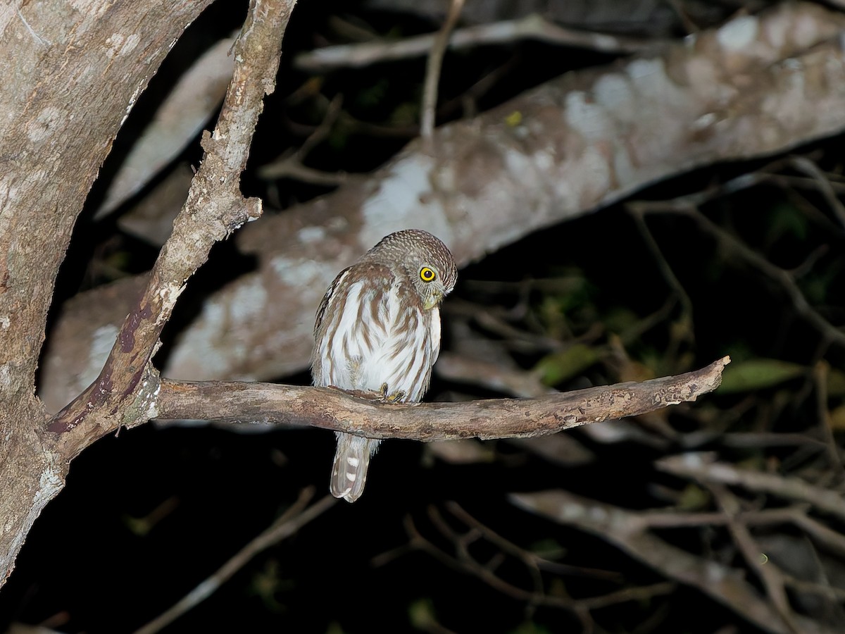 Ferruginous Pygmy-Owl (Ferruginous) - ML642077161