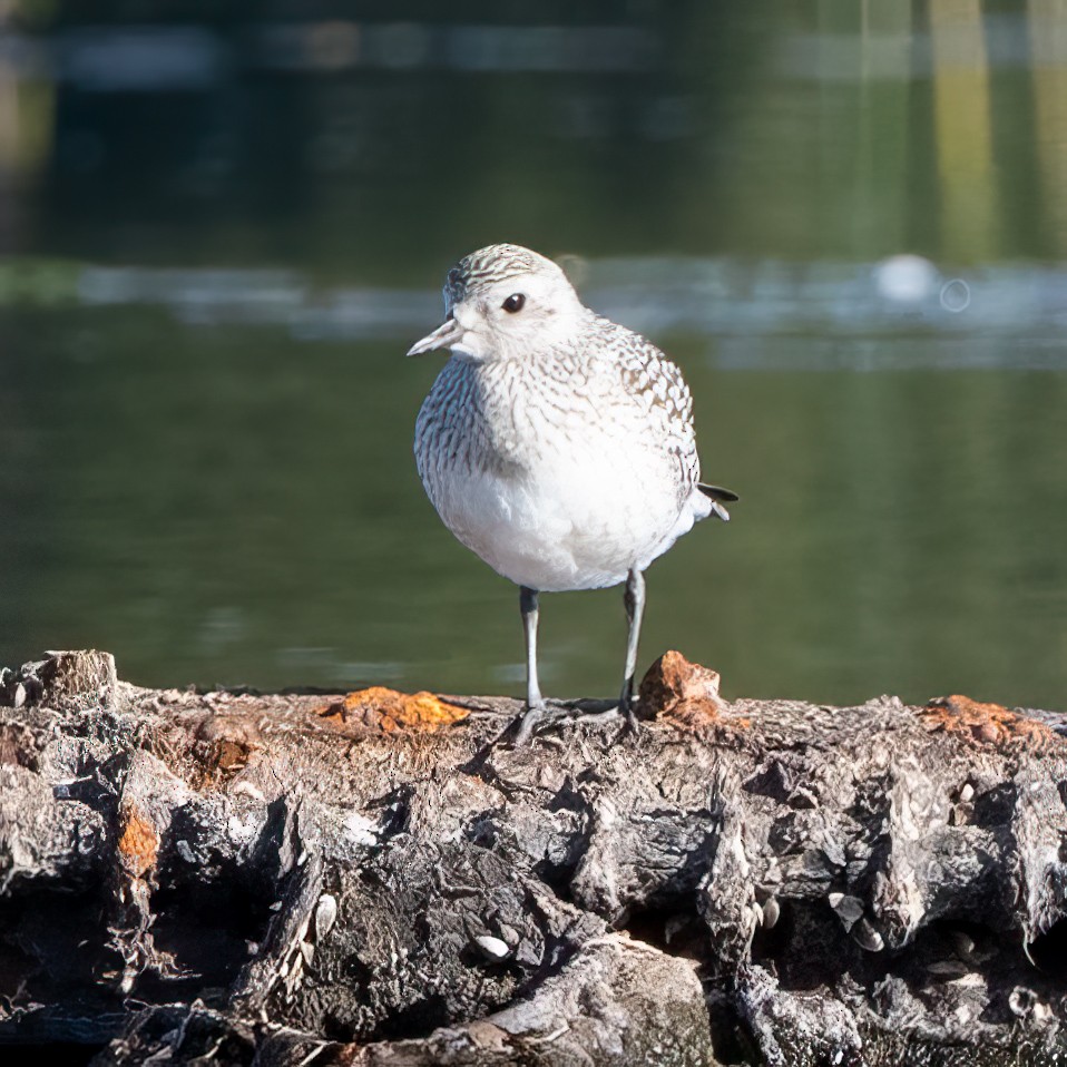 Txirri grisa - ML642077167