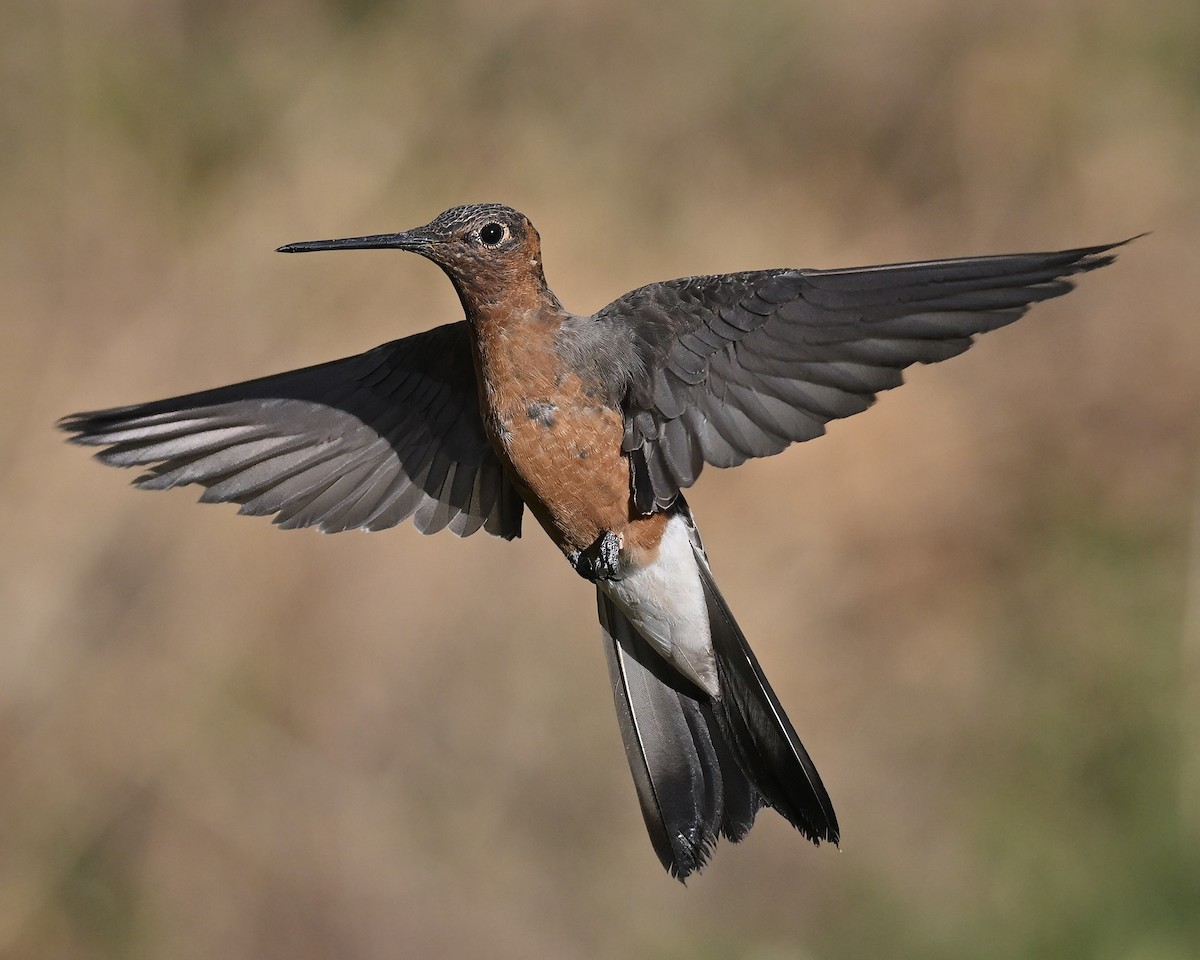 Giant Hummingbird - ML642077184
