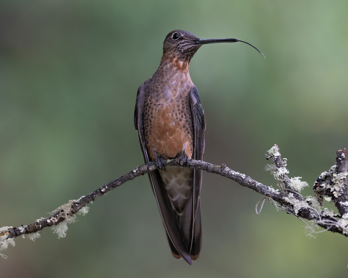 Giant Hummingbird - ML642077190