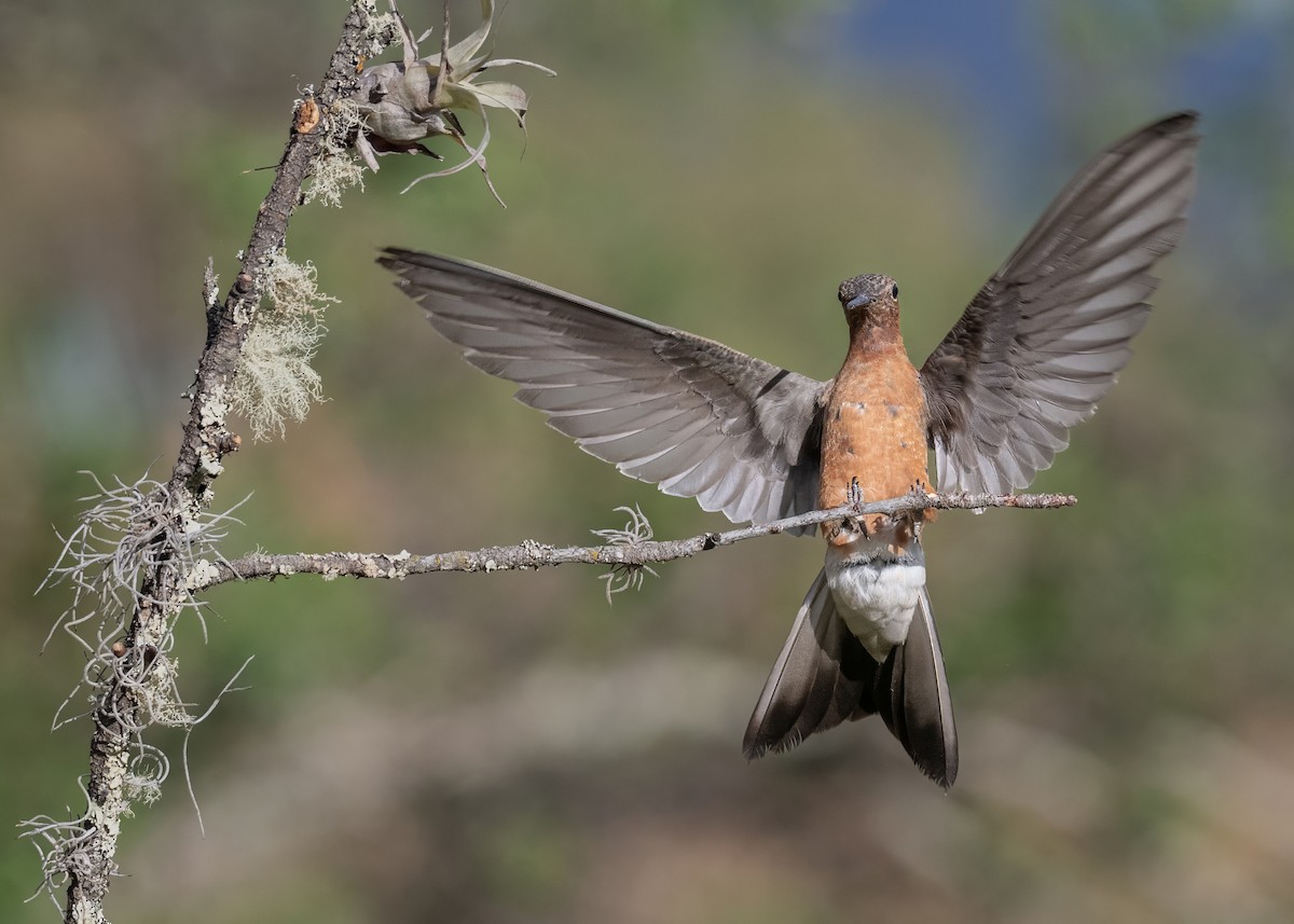 Giant Hummingbird - ML642077197
