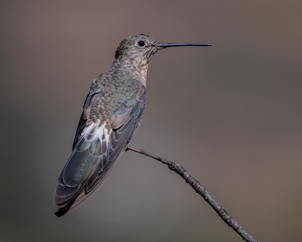 Giant Hummingbird - ML642077198