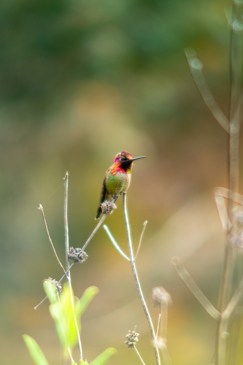 Anna's Hummingbird - ML642077199