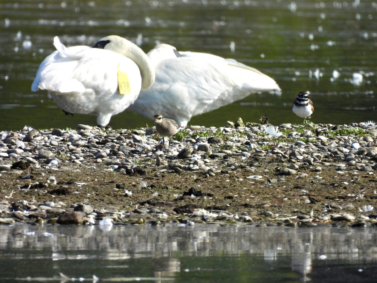 American Golden-Plover - ML642077202