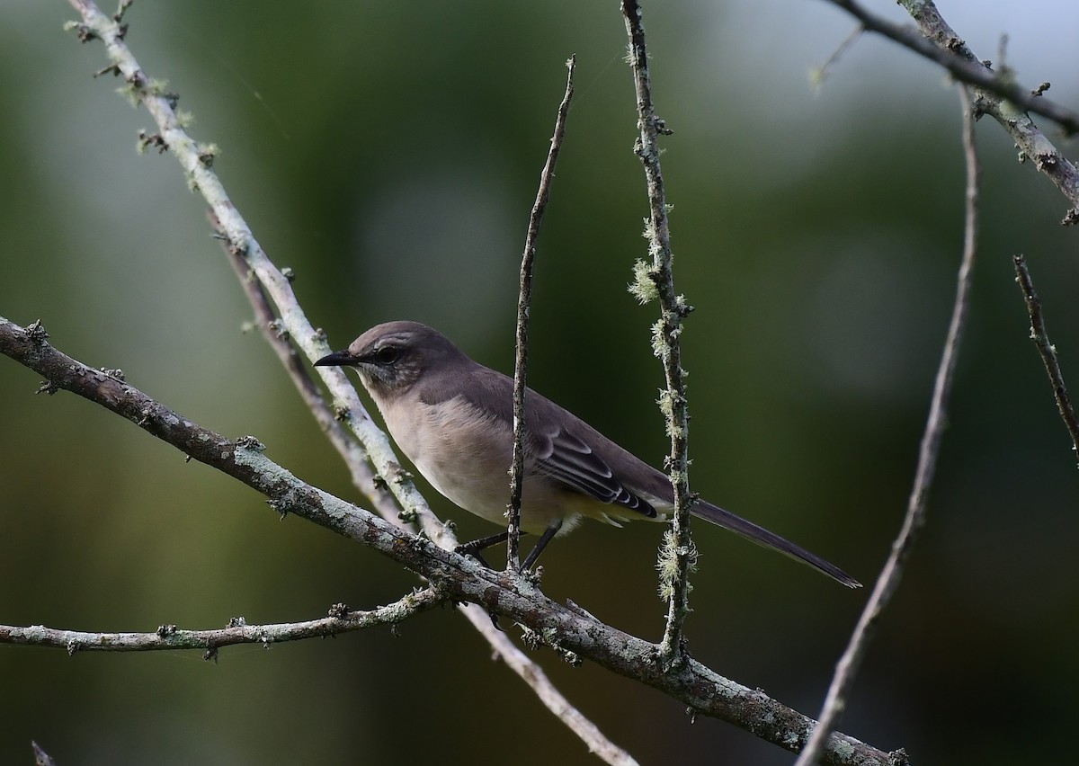 Northern Mockingbird - ML642077214