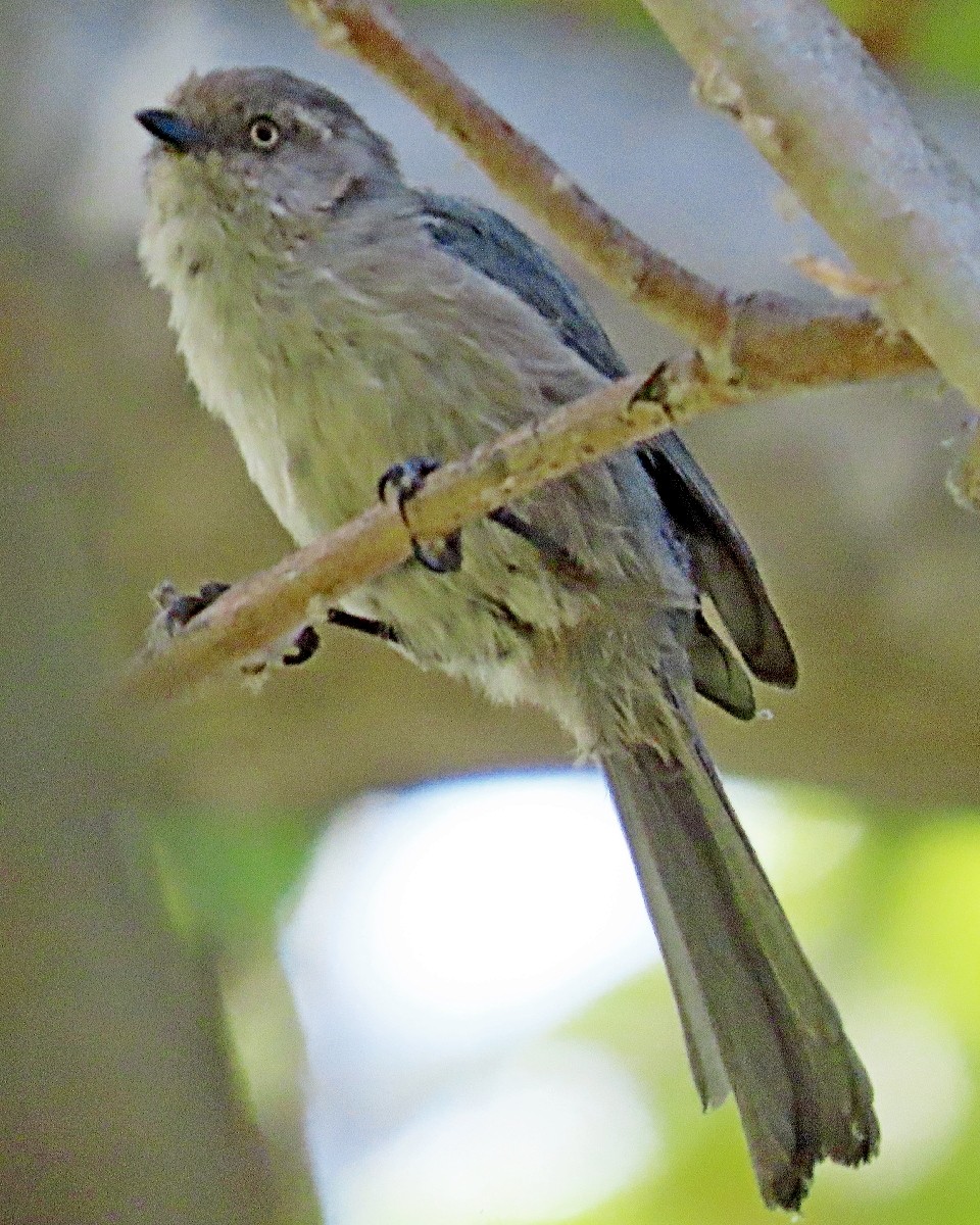 Bushtit - ML642077215
