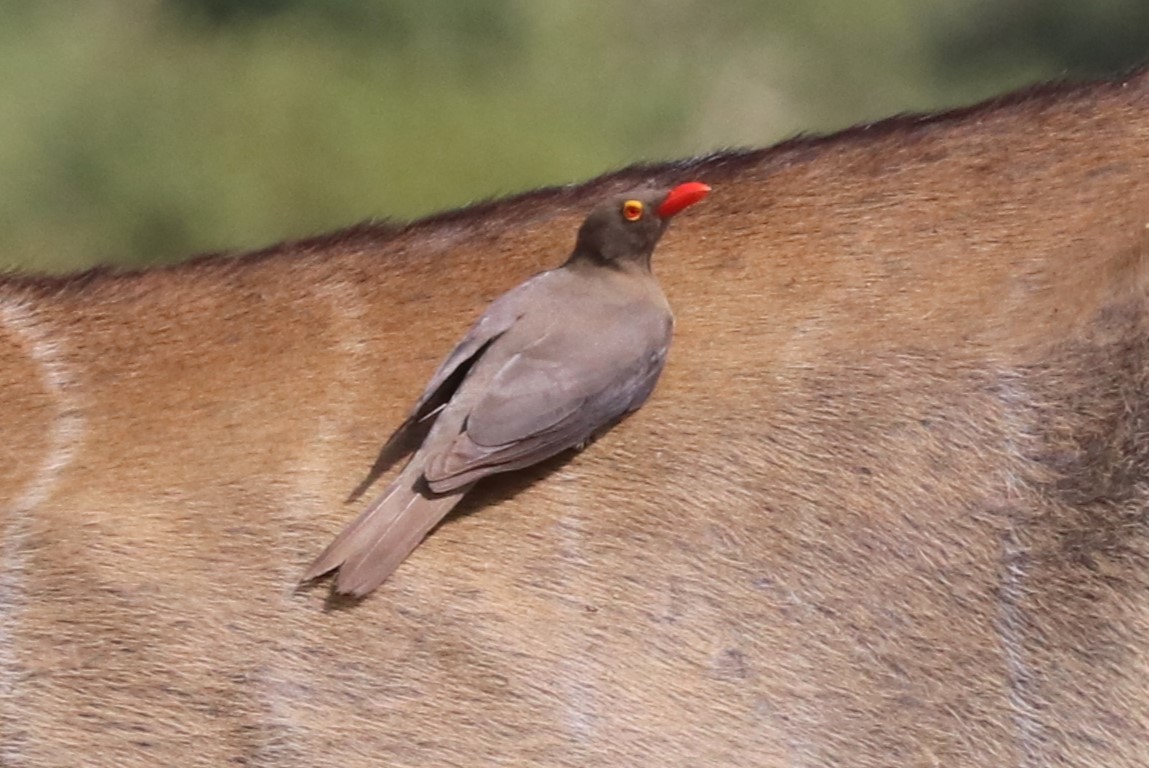 Red-billed Oxpecker - ML642077234