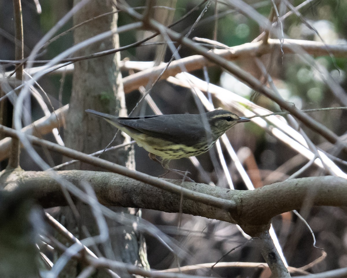 Northern Waterthrush - ML642077243