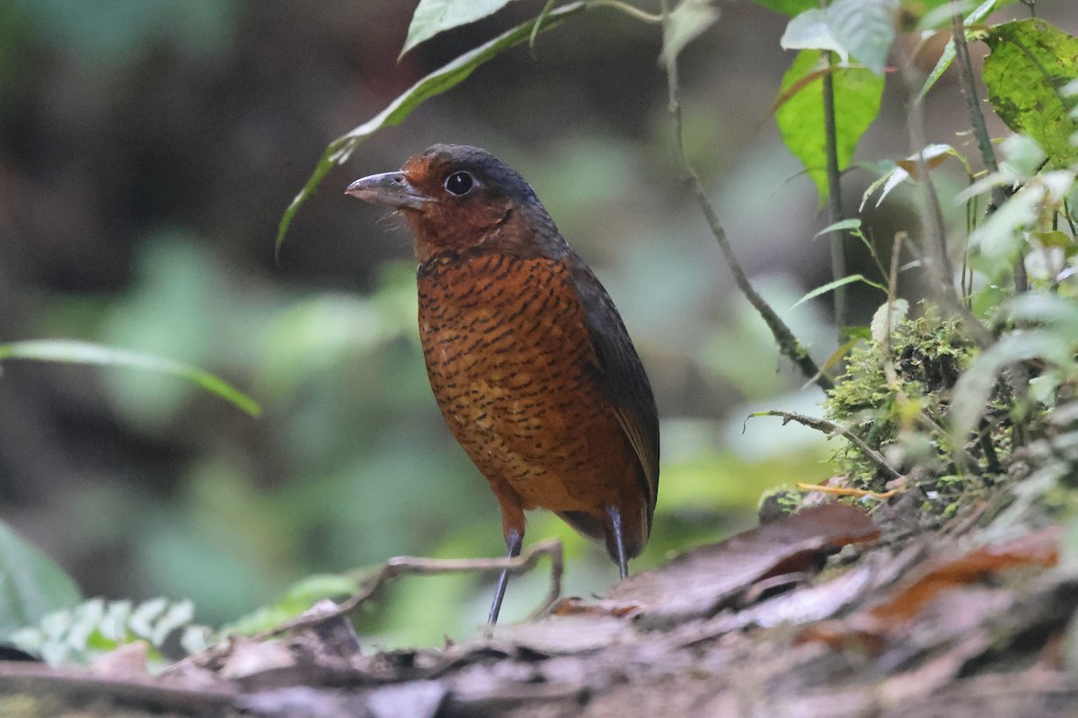 Giant Antpitta - ML642077246