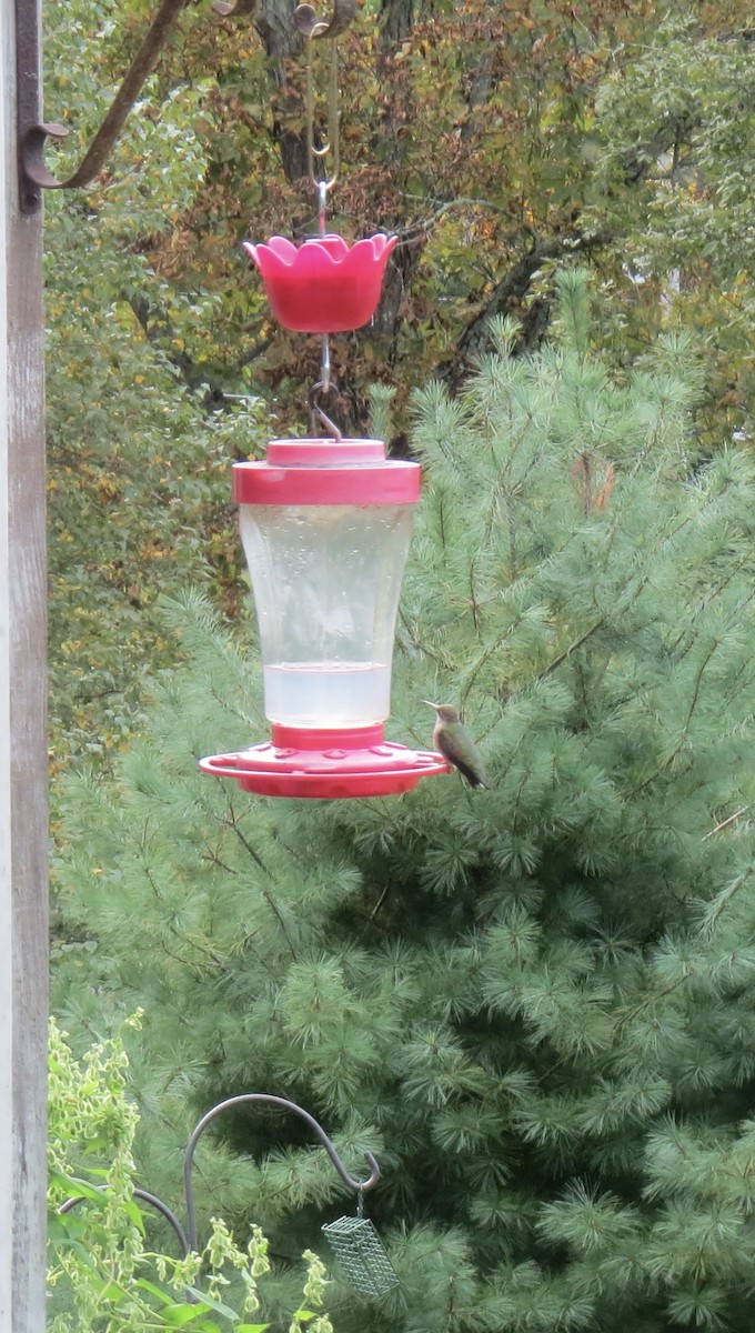 Ruby-throated Hummingbird - ML642077250
