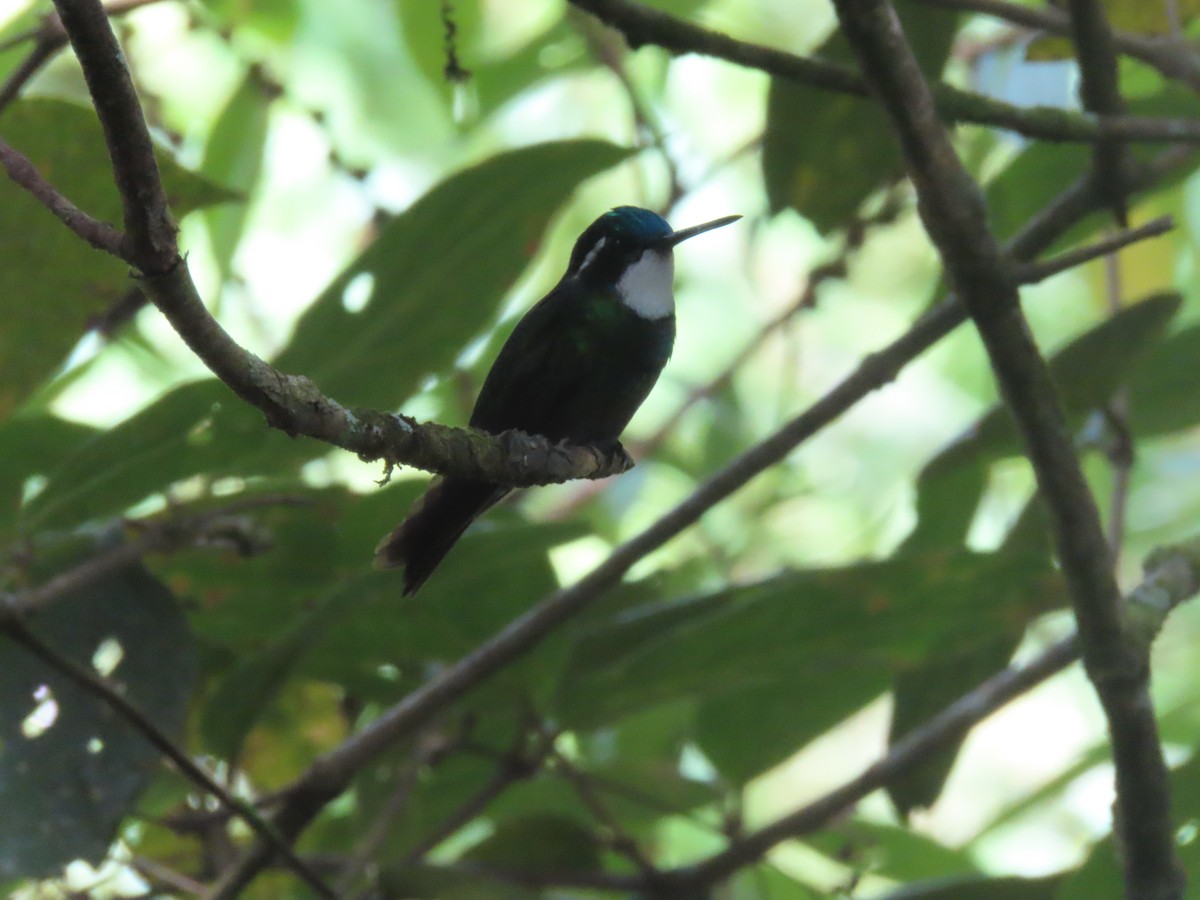 White-throated Mountain-gem - ML642077256