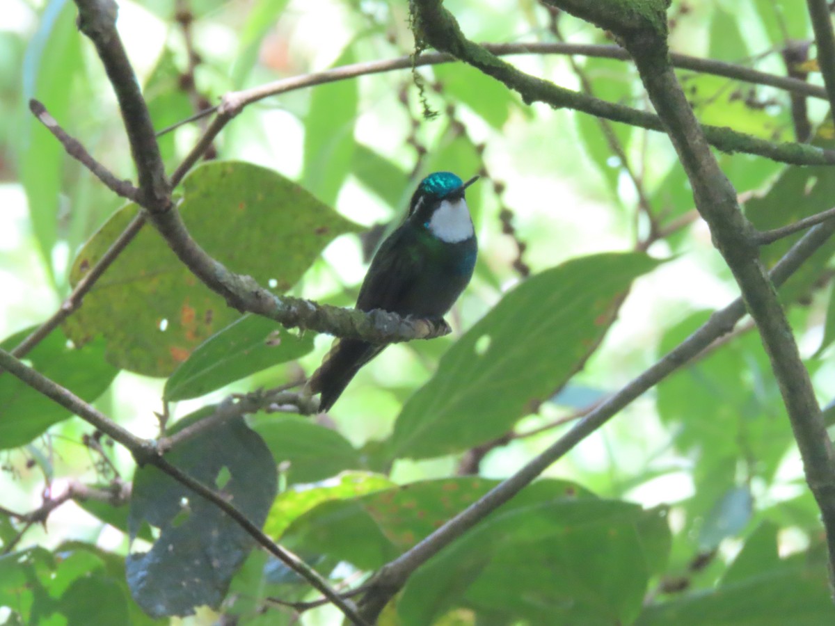 White-throated Mountain-gem - ML642077258