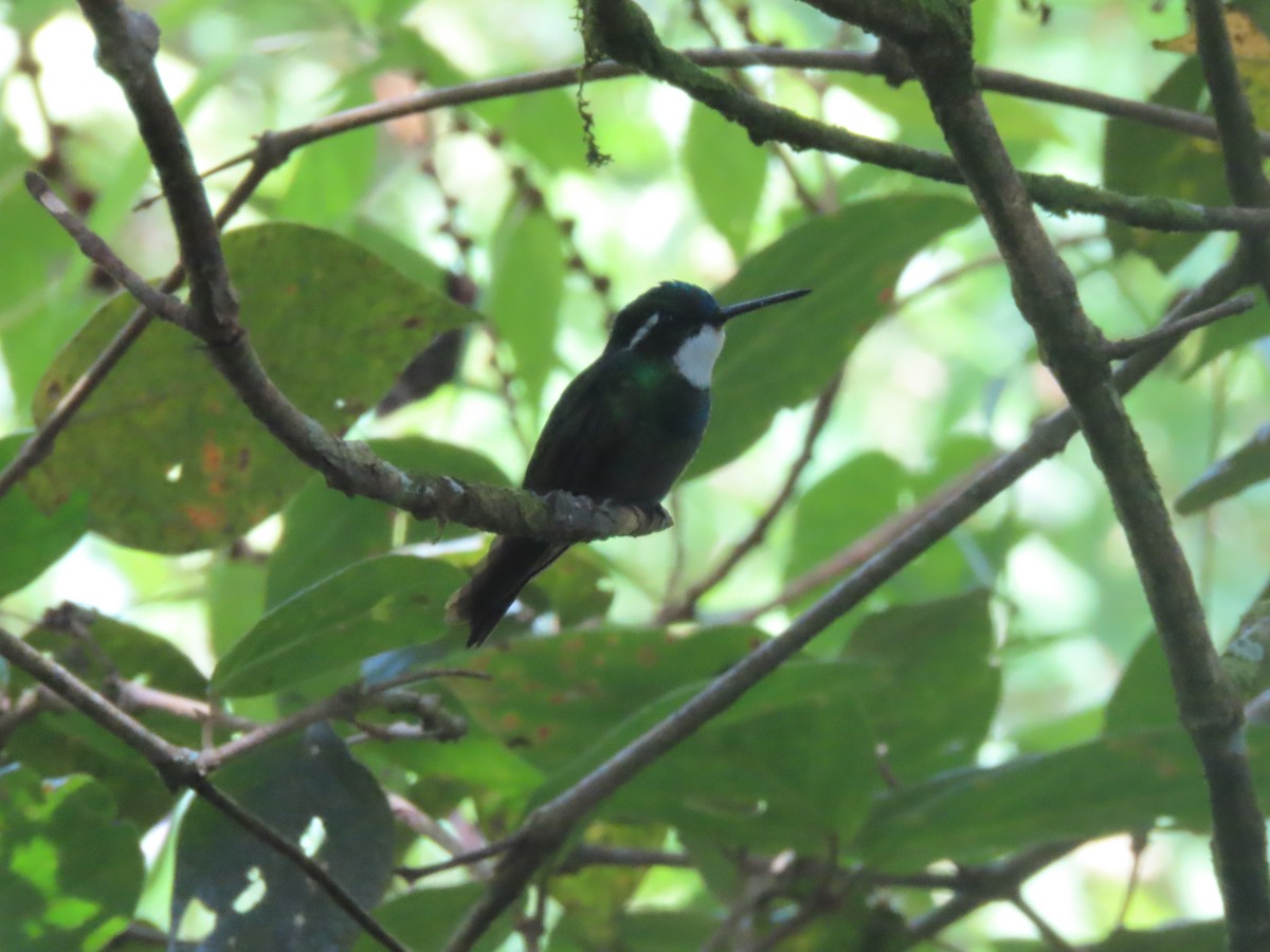White-throated Mountain-gem - ML642077259