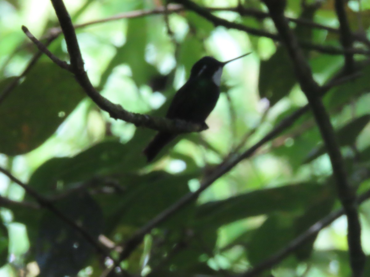 White-throated Mountain-gem - ML642077260
