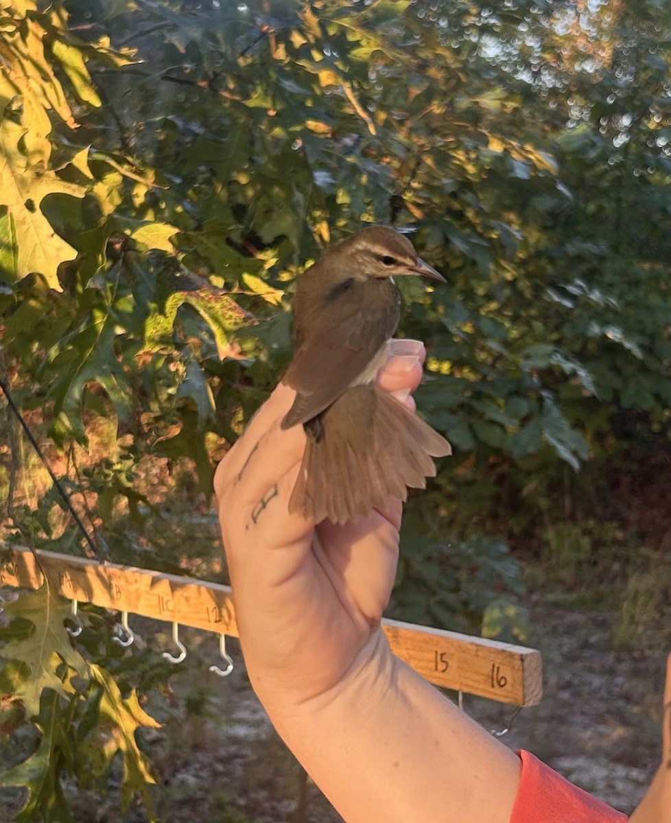 Swainson's Warbler - ML642077262